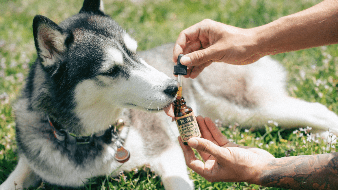 Huile de CBD pour chien
